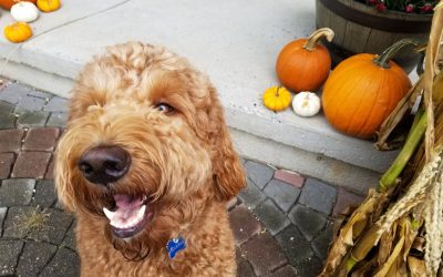 Can My Dog Eat Pumpkin? The Benefits of Pumpkin for Pets